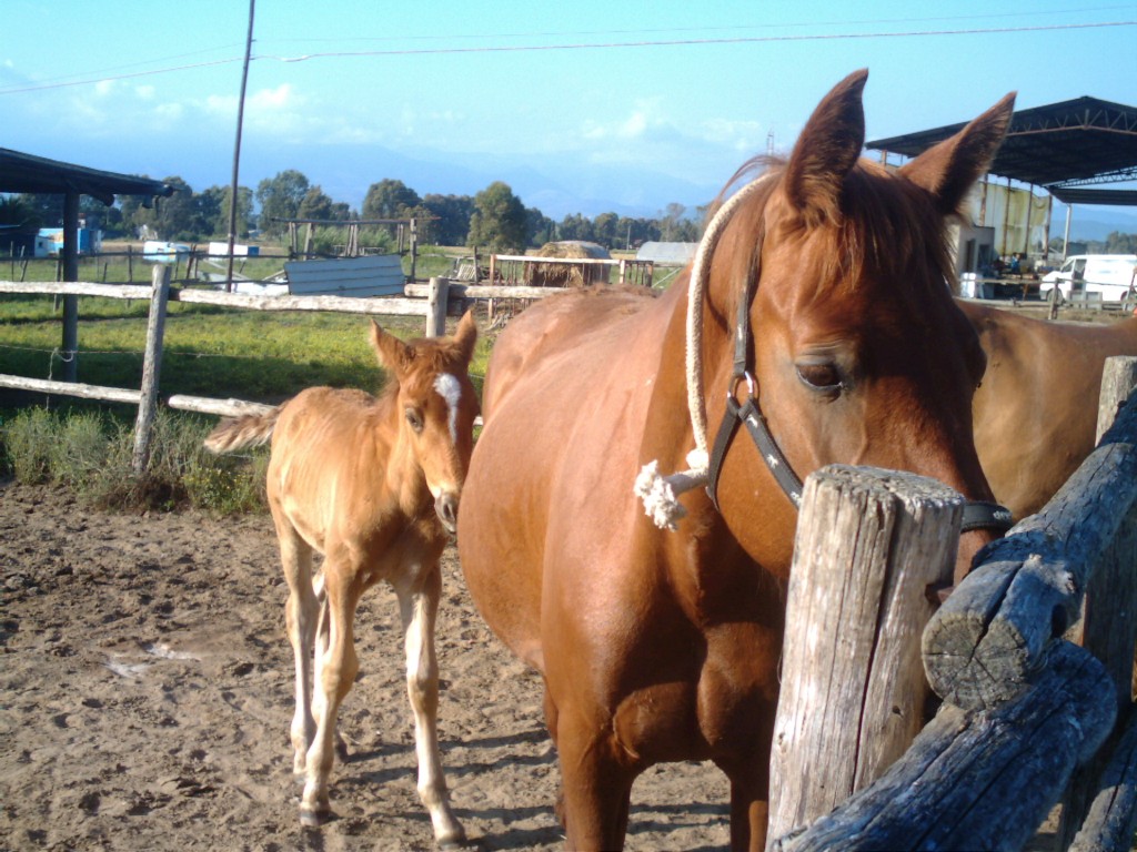 Dopo gatti e cani parliamo del Cavallo?